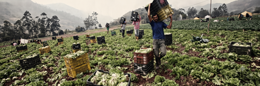 “Trabajamos a pérdida”: productores de arroz en Guárico convocan un tractorazo contra las importaciones masivas